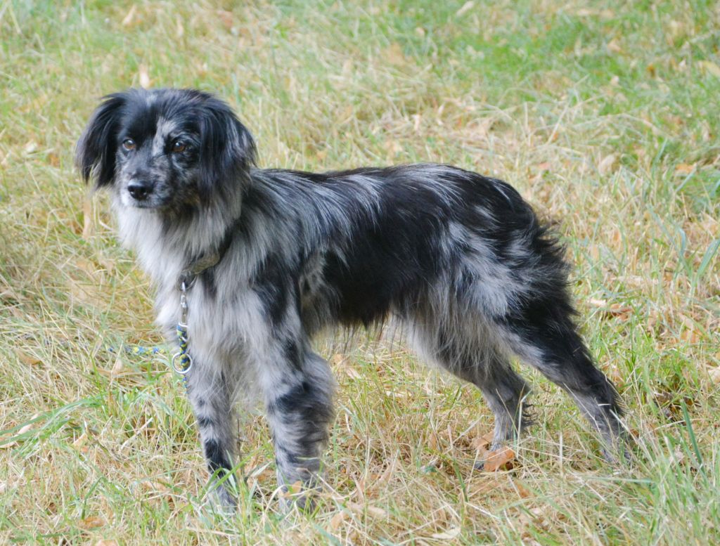 Javah bleue du merle bleu de l'autan